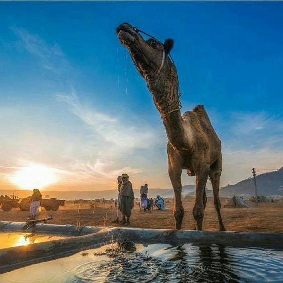 Journey Desert Camp Джайсалмер Экстерьер фото